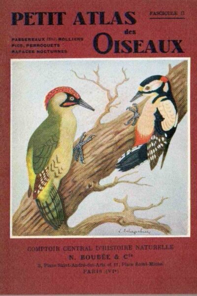 Petit atlas des oiseaux – L. ,Delapchier – 1942