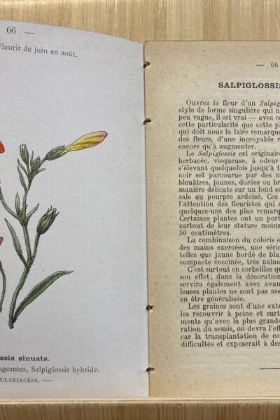 Atlas de poche des fleurs de jardins les plus faciles à cultiver – Paul Hariot – 1912