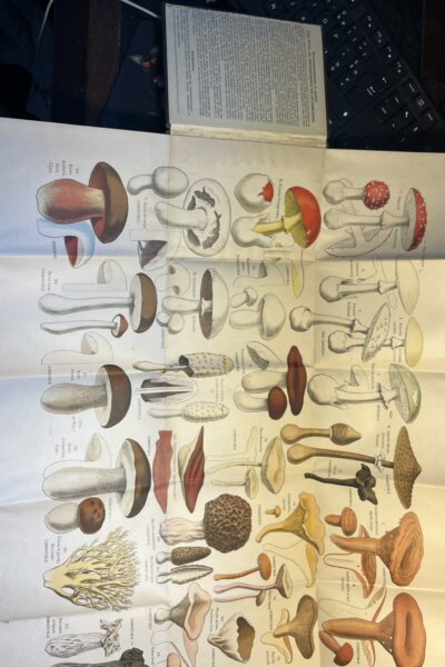 Tableau des principaux champignons comestibles et vénéneux – Paul Dumée – sans date