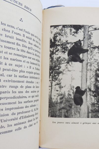L&rsquo;ours brun : Roi de la forêt – KAZEEFF W.N. – 1934