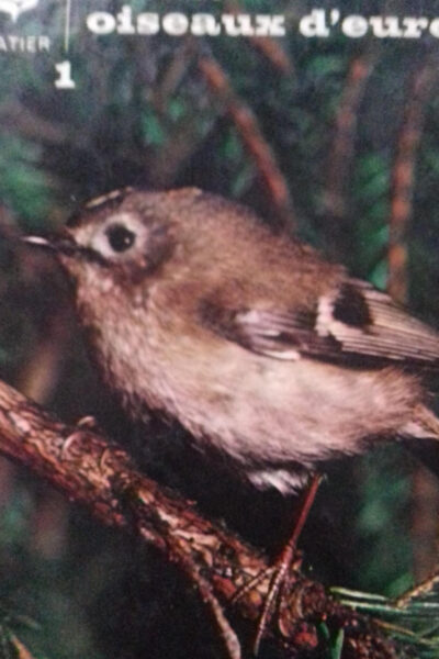 oiseaux d&rsquo;europe, tome 1 – KONIG Claus – 1971